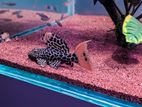 Cactus Pleco Fish