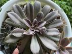 Cactus Plant