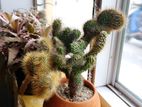 Cactus Plant