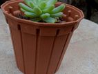 cactus with pot