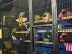 Bird Cage
