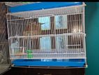 Finches Breeding Cage