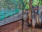 Cage
