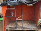 Cage for Birds
