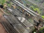 Breeding Bird Cage
