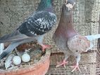 Pigeon