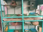 African love birds with Cage