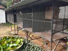 Cage with Birds