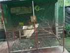 Cage for Birds