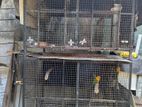Bird Cages