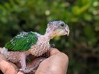 Caique Bird