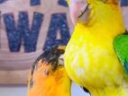 Caique Parrot Chick's