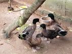 Cakicambal Ducks