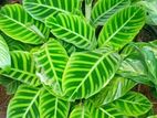 Calathea Plant