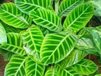 Calathea Plant