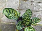 Calatheas