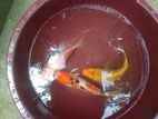 Koi Carp Fish