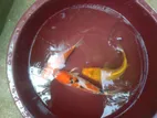 Koi Carp Fish