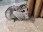 Calico Cat for Kind Home
