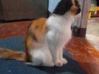 Calico Cat