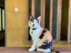 Persian Cat