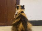 Calico Female Cat