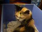 Calico Female Cat