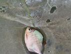 Calico Goldfish