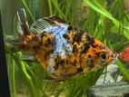 Calico Goldfish