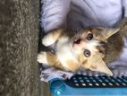 Calico Kittens for Kind Home