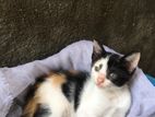 Calico Kittens for Kind Home