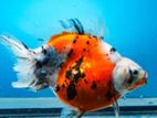 Calico Ryukin Fish