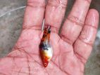 Calico Swordtail Fish