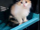 Caliko Persian Kitten