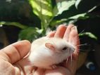Hamster