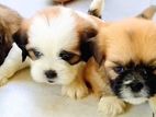 Shih Tzu Puppy