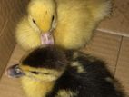 Ducklings
