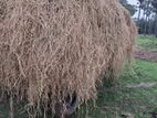 Straw (Pidhuru)