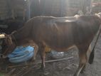Farm Cows