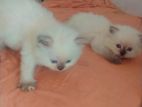 Persian Kittens