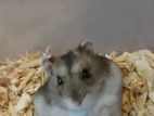 Cambell Dwarf Hamster
