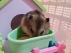 Campbell Dwarf Hamsters