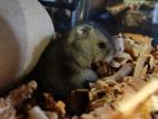 Campbell Dwarf Hamster