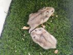 Campbell Dwarf Hamster