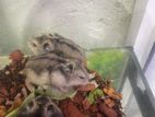 Campbell Dwarf Hamsters