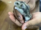 Campbell Hamster