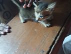Cat for Kind Home