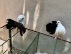 Fantail Pigeons
