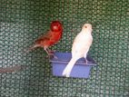 Canari Birds