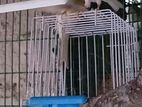 Canary Finch